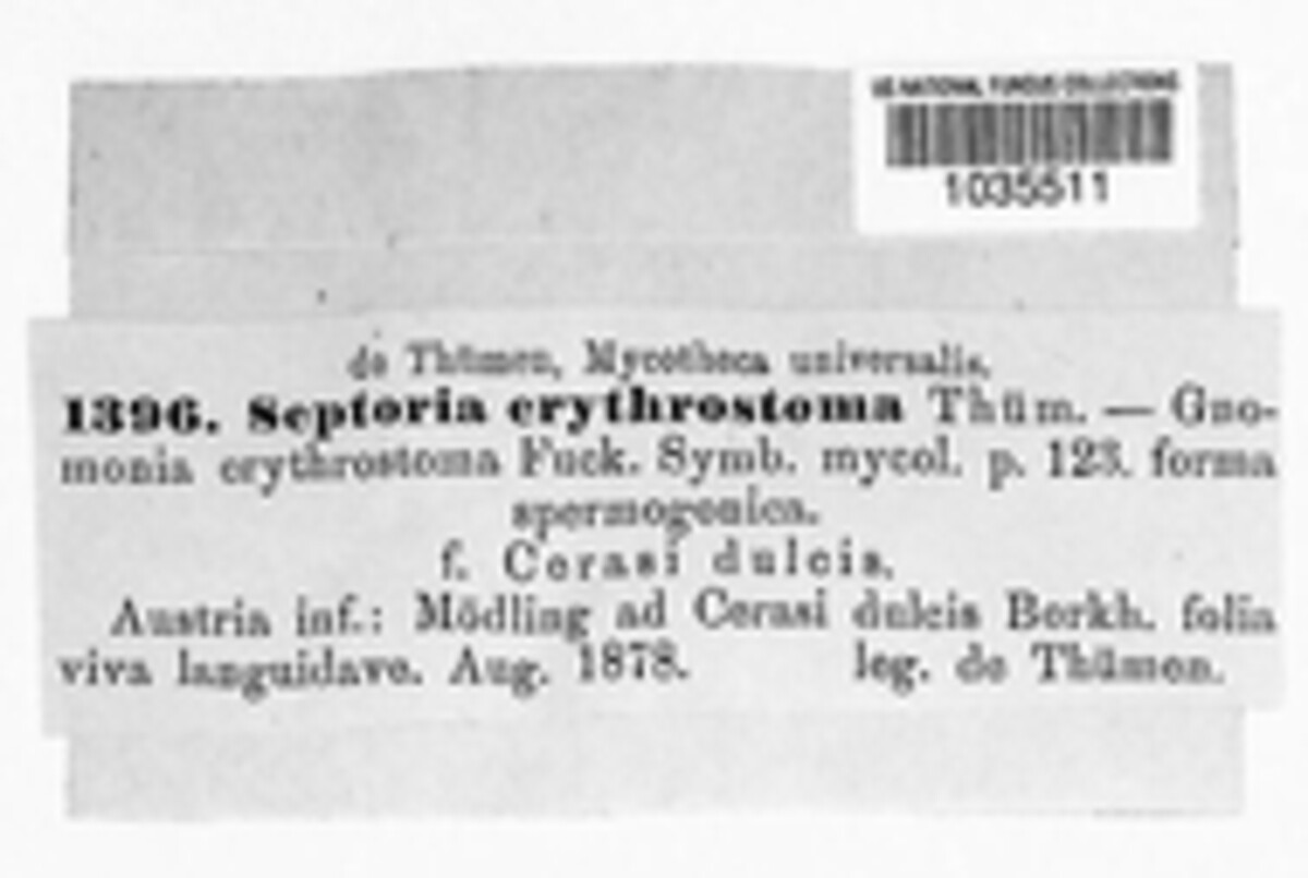Septoria erythrostoma image